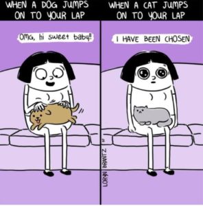 cats and dogs