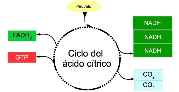 citric acid cycle diagram