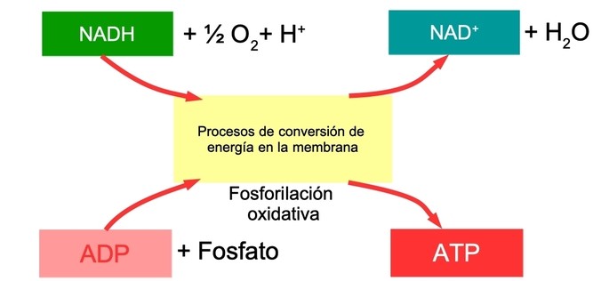 schematic of ATP production in mitochondria by oxidative phosphorylation.