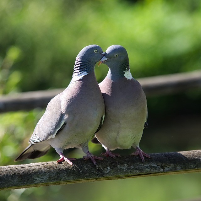 animal communication system, birds touching their beaks.