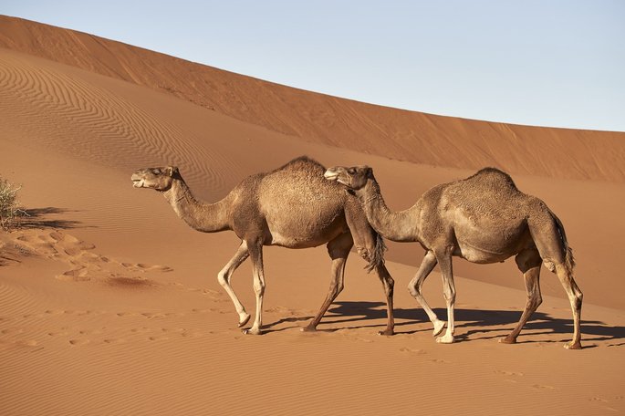 dromedary Camelus dromedarius a dromedary humpback