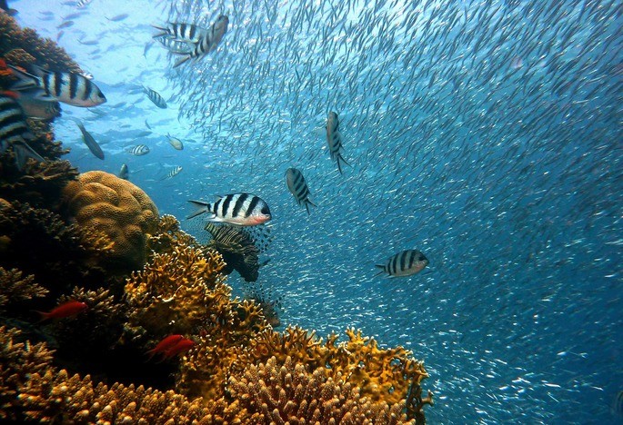 the coral reef is a marine ecosystem