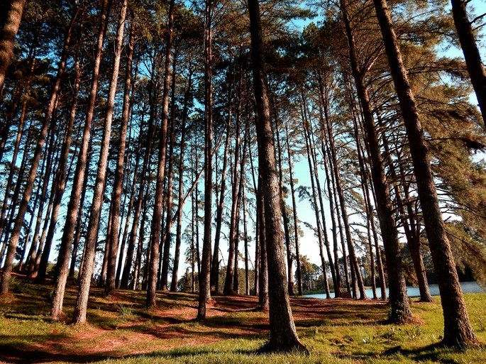 forest planting as a human-managed artificial ecosystem.