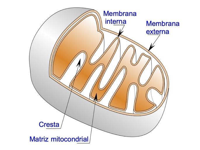mitochondrion structure