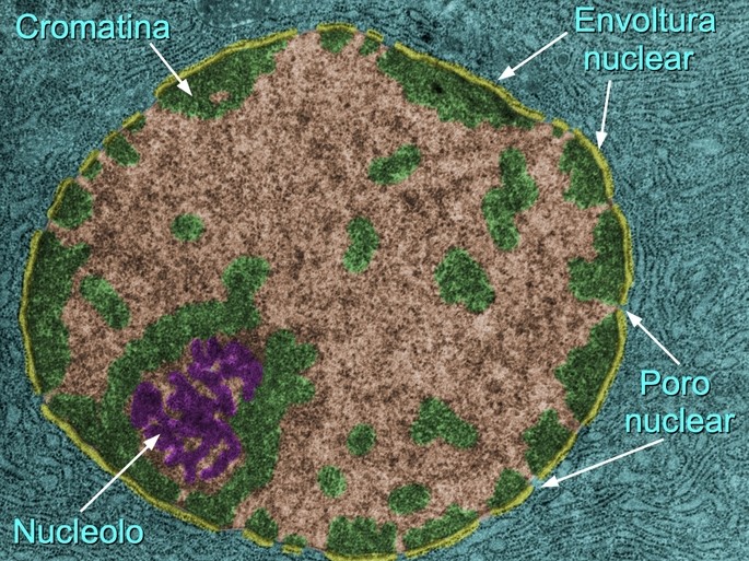 image of animal cell nucleolus