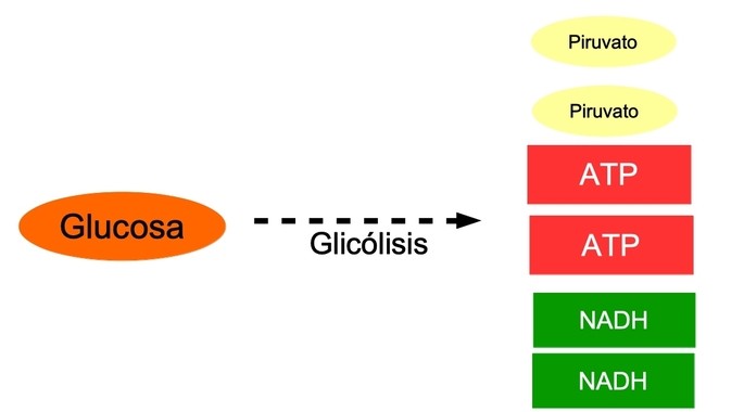 schematic diagram of glycolysis