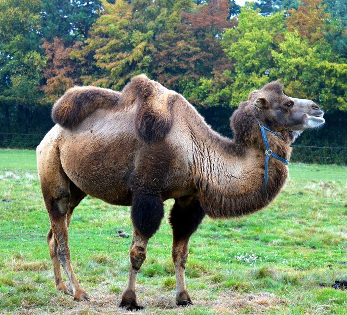 camel Camelus bactrianus dos jorobas