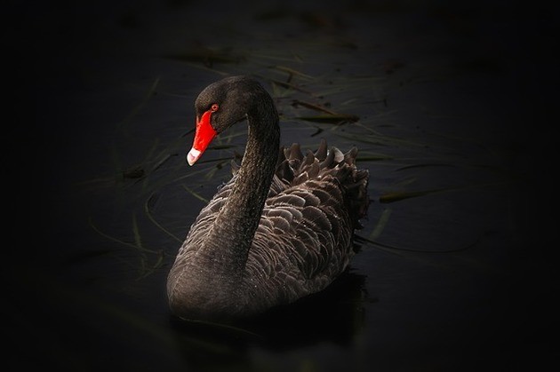 Black swan