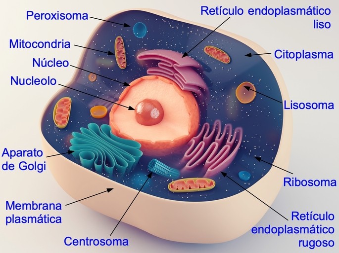 parts of the animal cell: nucleus, membrane, cytoplasm, mitochondrion, ribosome, lysosome.