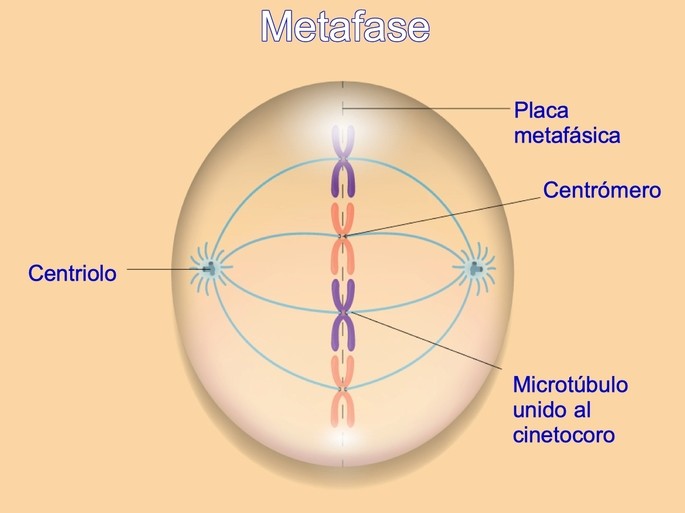 metaphase phase of mitosis