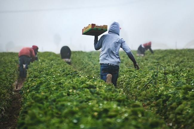 consequences of migration, people working in the field.