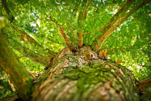 Wood