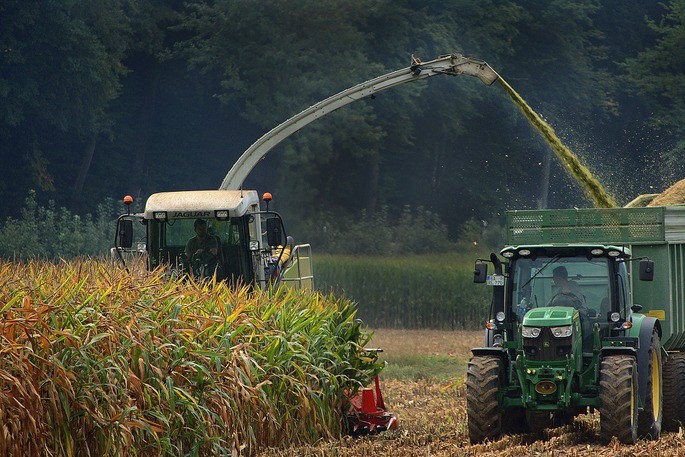 mechanized harvesting in corn fields