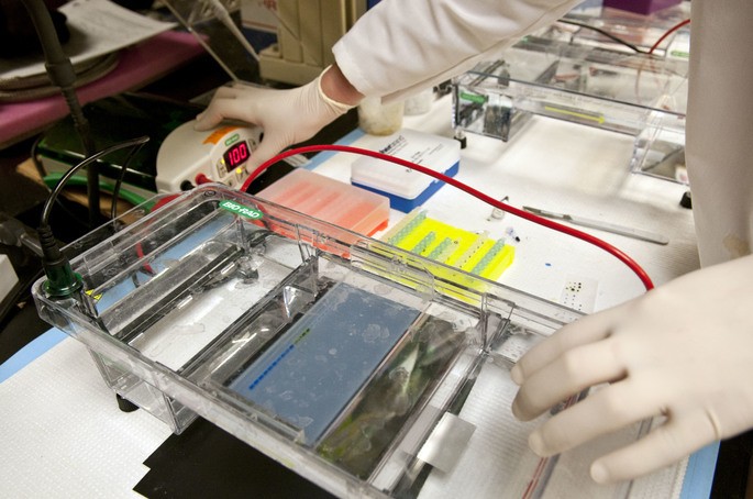 Agarose gel electrophoresis to separate a mixture of DNA.