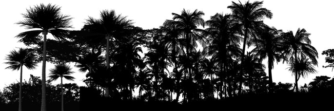 tropical rainforest