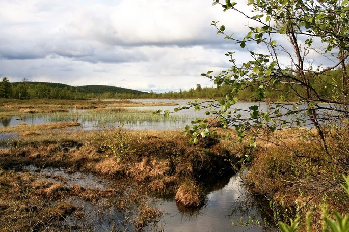 aquatic type biome wetlands.