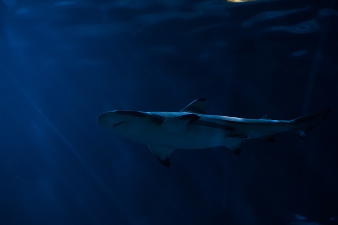 shark is a predicate of the ocean biome