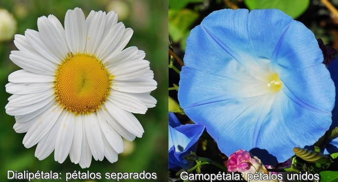 parts of the flower two types of petals