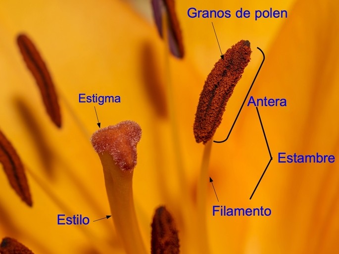 parts of the gynoecium and androcecium showing the stigma and style of the pistil and anther of the stamen.