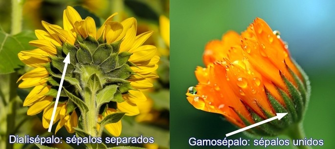 flower parts showing sepals separated and fused.