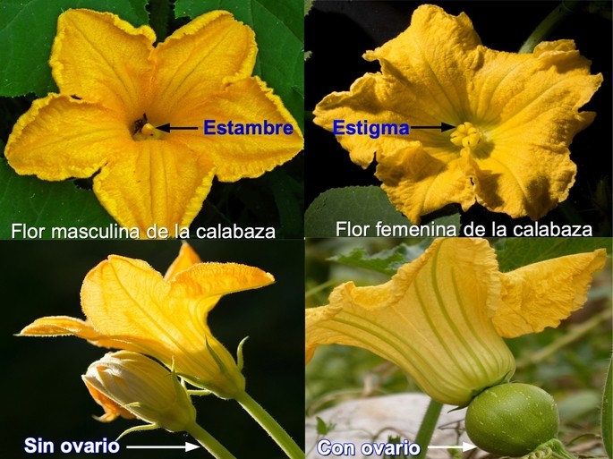 differences between the female flower and the male flower of the pumpkin.
